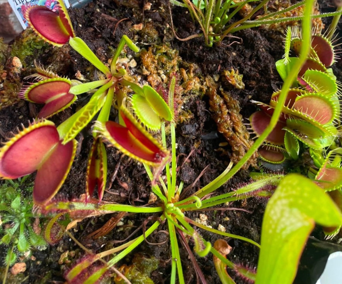 Venus flytraps and sundews stocked by Butler's Korner Botanical Boutique — the kind of carnivorous finds that show up in the booth.