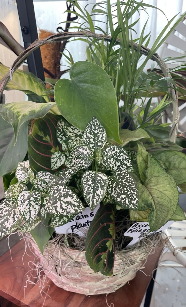 Close-up of a leafy plant arrangement with speckled green-and-white leaves.
