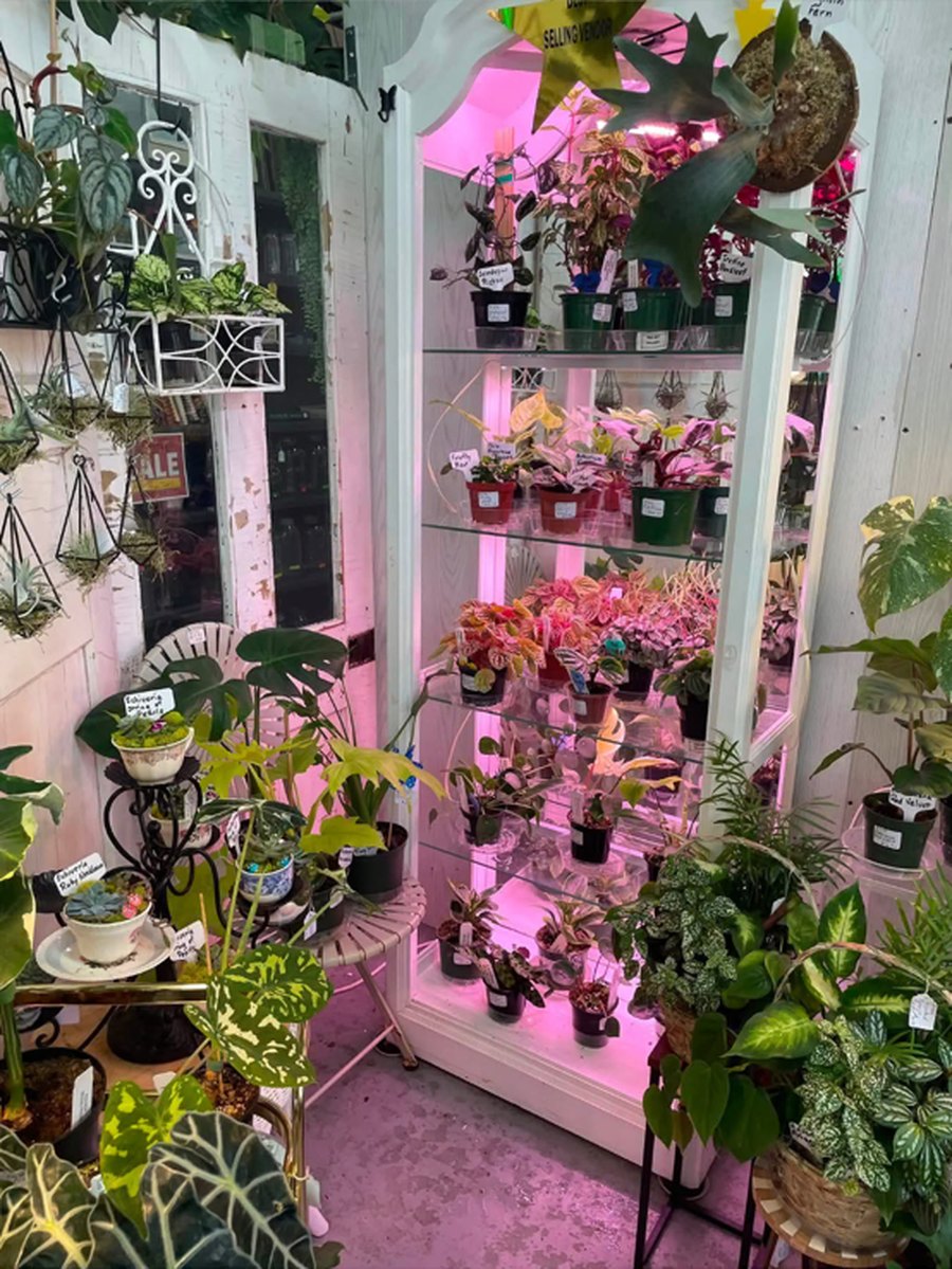 Butler's Korner booth with a white glass cabinet displaying variegated foliage, unique houseplants, and shelf-sized botanical finds under grow lights.